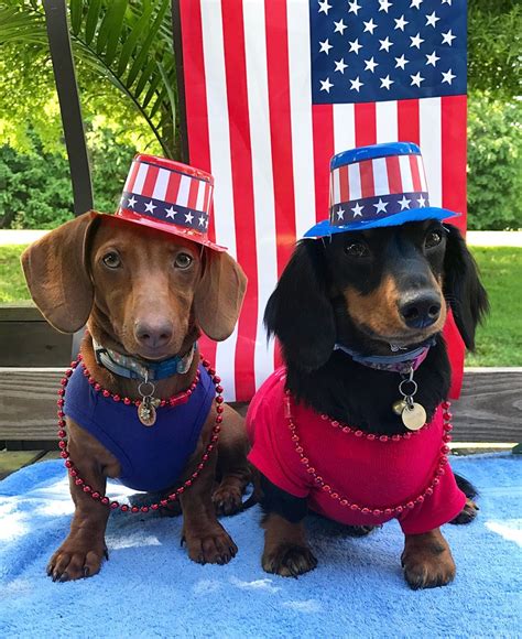 Dachshund 4th of july images