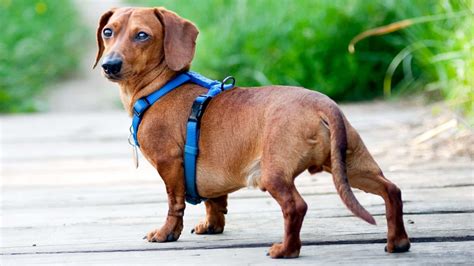 dachshund back issues