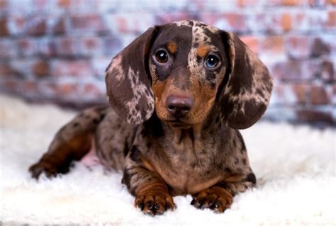 Dachshund Dapple