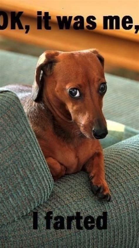 Dachshund Funny