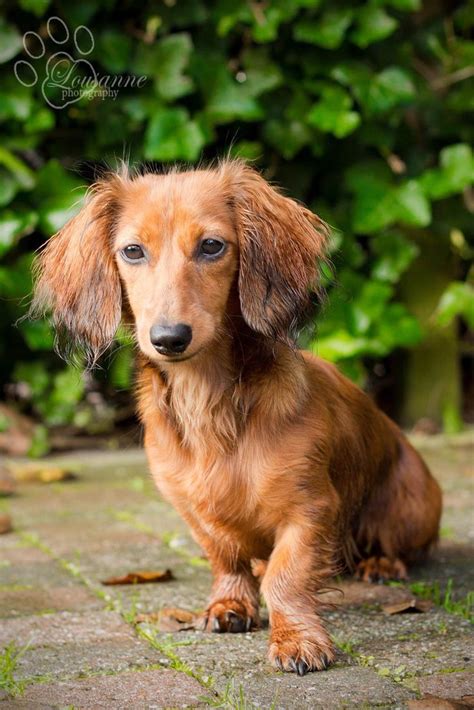 dachshund kaninchen