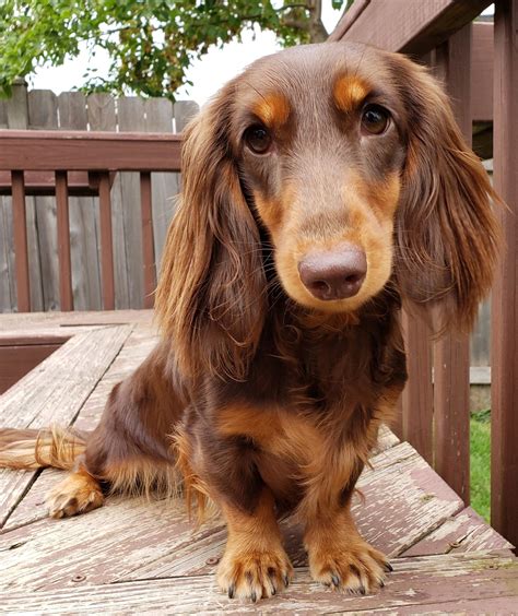 dachshund long haired