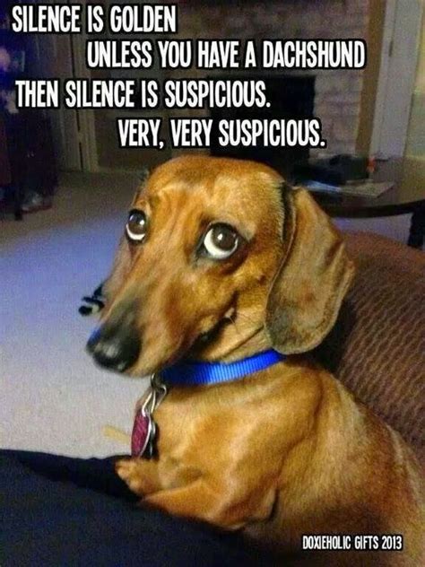 Dachshund Memes