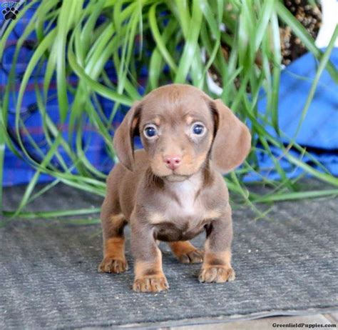 dachshund mix for sale