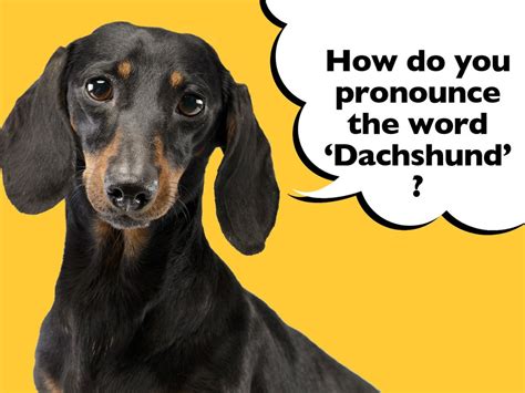 dachshund pronunciation