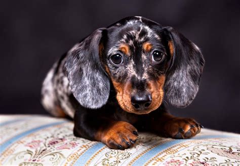 dachshund puppies for sale