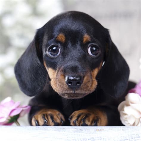 dachshund puppies for sale california