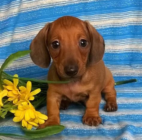 dachshund puppies ohio breeders