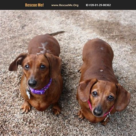 dachshund rescue arizona