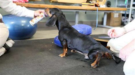 dachshund rescue austin