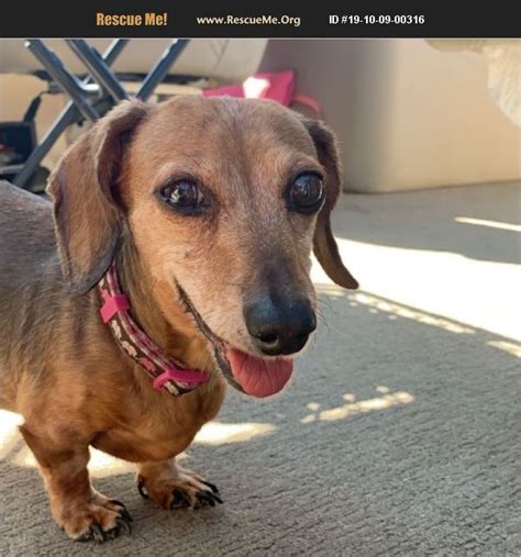 dachshund rescue mn