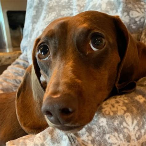 dachshund rescue within 100 miles