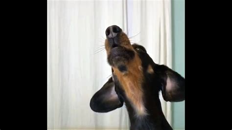 dachshund singing youtube