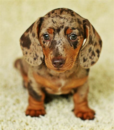 dachshund welpen