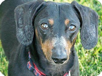 dachshunds for adoption in idaho