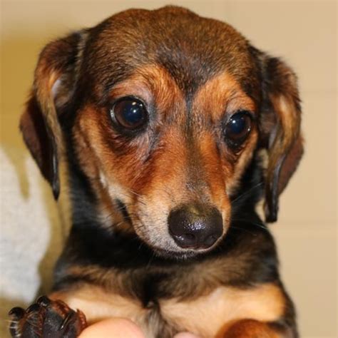 dachshunds for adoption in ohio