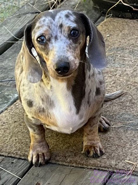 dachshunds for sale in illinois