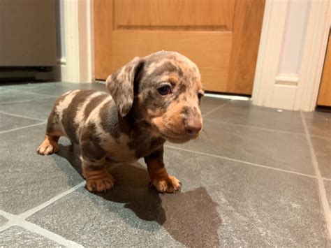 dachshunds for sale uk