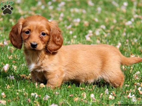 dachshunds for sale under $500