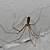 daddy long legs most poisonous