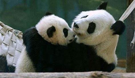 Pandastic love | Daddy Panda and Baby Panda are happy to be … | Flickr