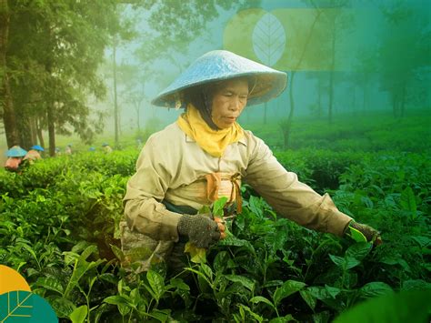 daerah penghasil teh di indonesia