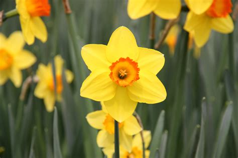 Yellow Bulb Flowers: Adding Vibrancy to Your Garden