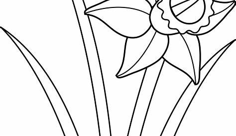 daffodil png 20 free Cliparts | Download images on Clipground 2023