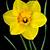 daffodil print