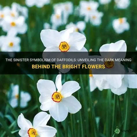 Daffodil Bad Meaning