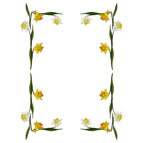 Daffodil Border Images