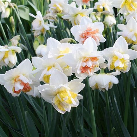 Daffodil Bulbs For Naturalizing