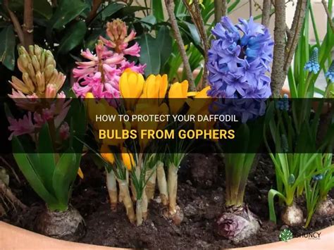 Daffodil Bulbs Gophers
