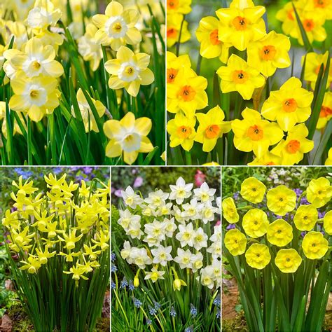 Daffodil Bulbs Image