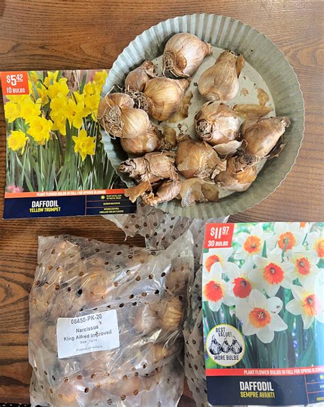 Daffodil Bulbs Keep