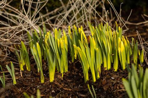 Daffodil Bulbs Mulch