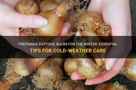 Daffodil Care For Winter