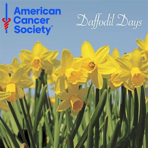 Daffodil Days 2023