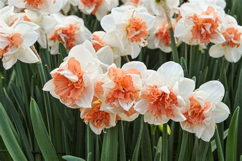 Daffodil Different Colors