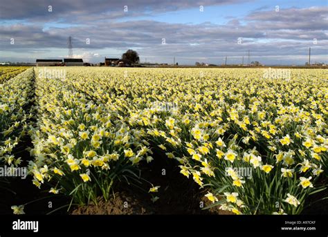 Daffodil Fields In England