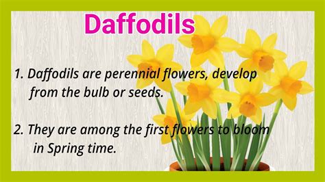 Daffodil Flower Essay