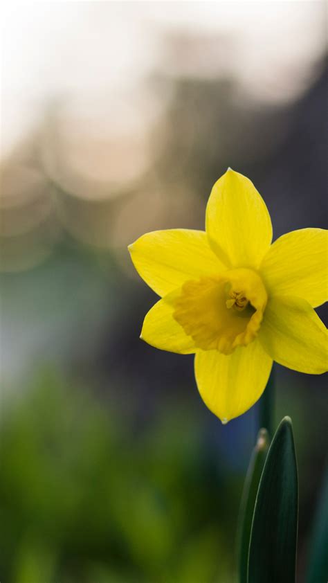 Daffodil Flower Wallpaper Iphone