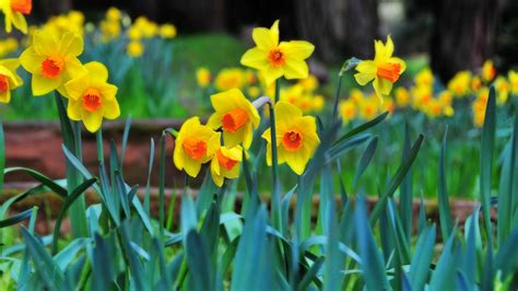 Daffodil Garden Plan