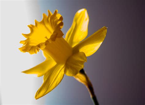 Daffodil Time Of Year