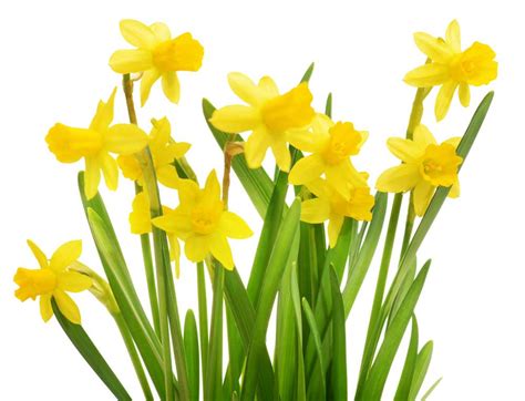 Daffodil Word Definition