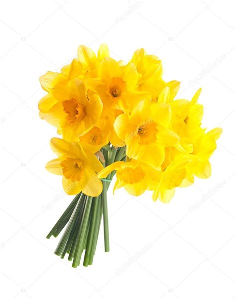 Daffodils Bouquet