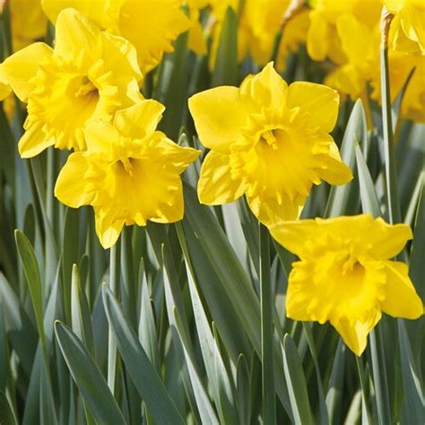 daffodils for sale near me online