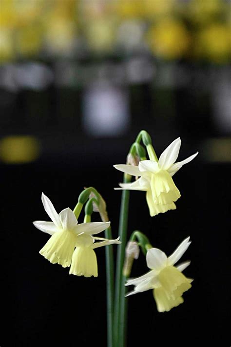Daffodils Greenwich Ct