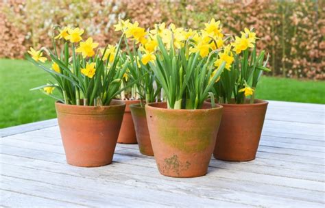 Daffodils In Pots Uk