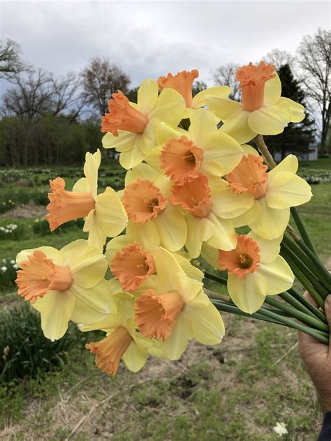 Daffodils In Store